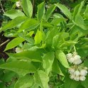 Staphylea pinnata fleur